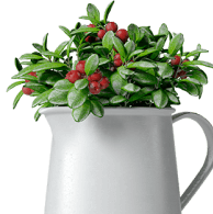 Plethora Ecom Box Big